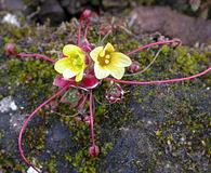 Saxifraga flagellaris