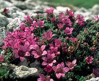 Saxifraga oppositifolia