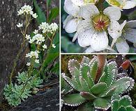 Saxifraga paniculata