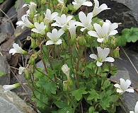 Saxifraga sibirica