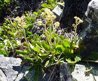 Saxifragopsis fragarioides