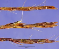 Schizachyrium tenerum