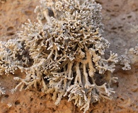 Schizopelte californica