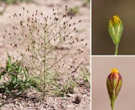 Schkuhria pinnata