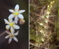 Schoenolirion albiflorum