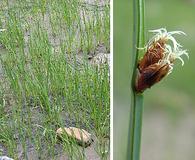 Schoenoplectus americanus