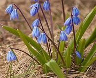 Scilla siberica