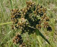 Scirpus atrovirens