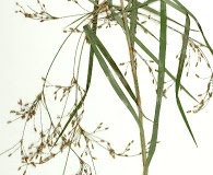 Scirpus divaricatus