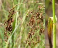 Scirpus lineatus