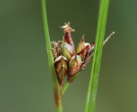 Scleria georgiana