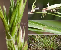 Scleria triglomerata