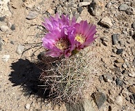 Sclerocactus johnsonii