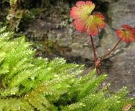 Scleropodium cespitans