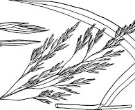 Scolochloa festucacea