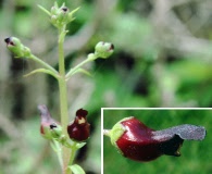 Scrophularia atrata