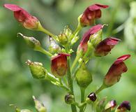 Scrophularia californica