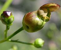 Scrophularia lanceolata