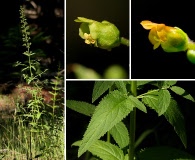 Scrophularia montana