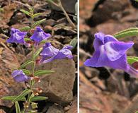 Scutellaria angustifolia