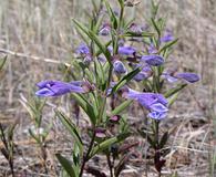 Scutellaria antirrhinoides