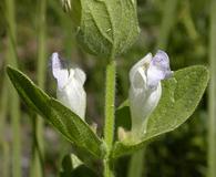 Scutellaria bolanderi