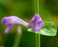 Scutellaria cardiophylla