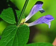 Scutellaria galericulata