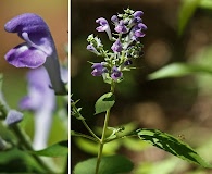 Scutellaria incana