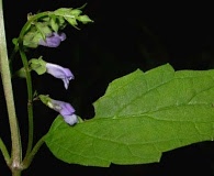 Scutellaria lateriflora