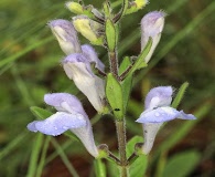 Scutellaria multiglandulosa