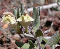 Scutellaria nana