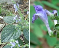 Scutellaria ovata