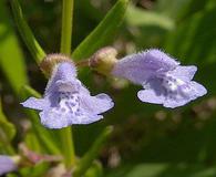 Scutellaria parvula