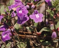 Scutellaria wrightii