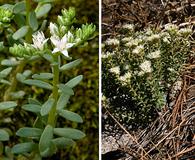 Sedum cockerellii