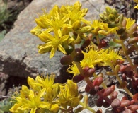 Sedum divergens