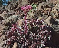 Sedum eastwoodiae