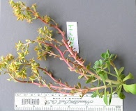 Sedum kiersteadiae