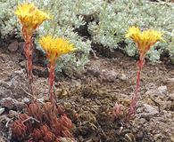 Sedum lanceolatum