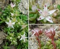 Sedum niveum