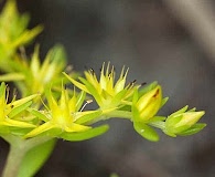 Sedum nuttallii