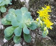 Sedum palmeri