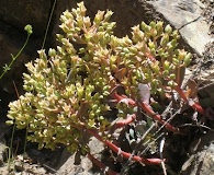 Sedum paradisum