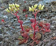 Sedum patens