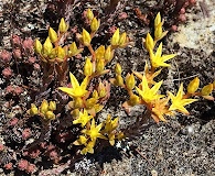 Sedum radiatum