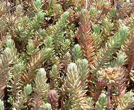 Sedum rupestre