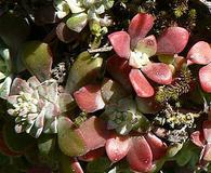 Sedum spathulifolium