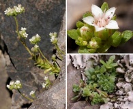 Sedum wrightii