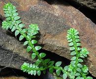 Selaginella apoda